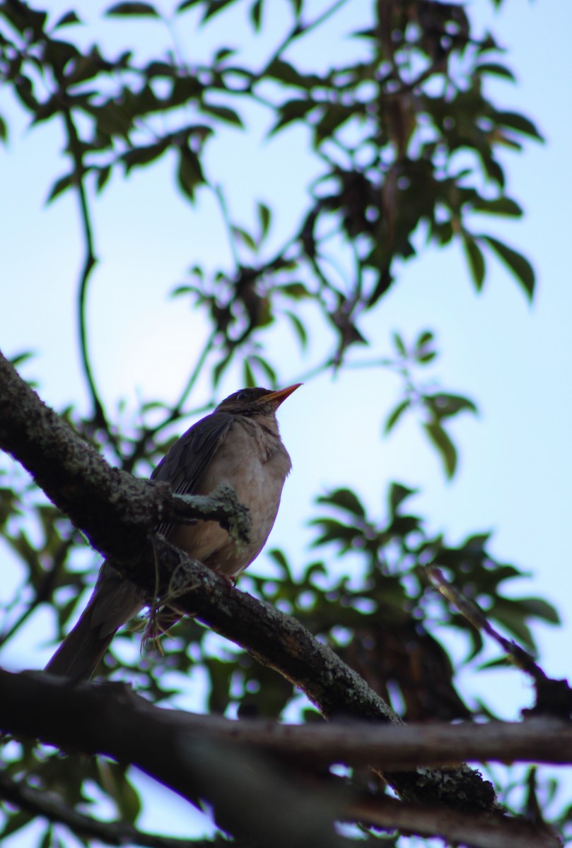 Дрізд кремововолий - ML646514081