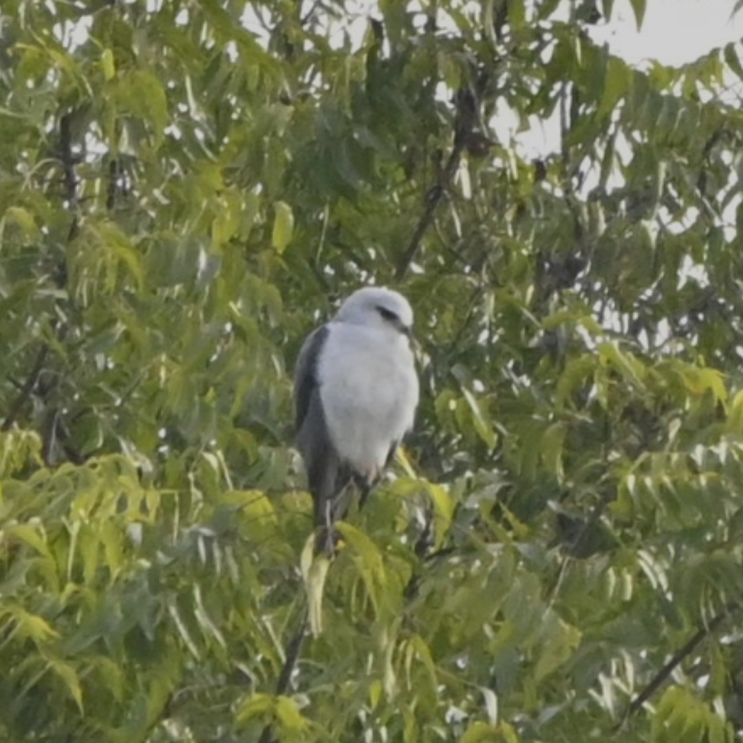Black-winged Kite - ML646514083