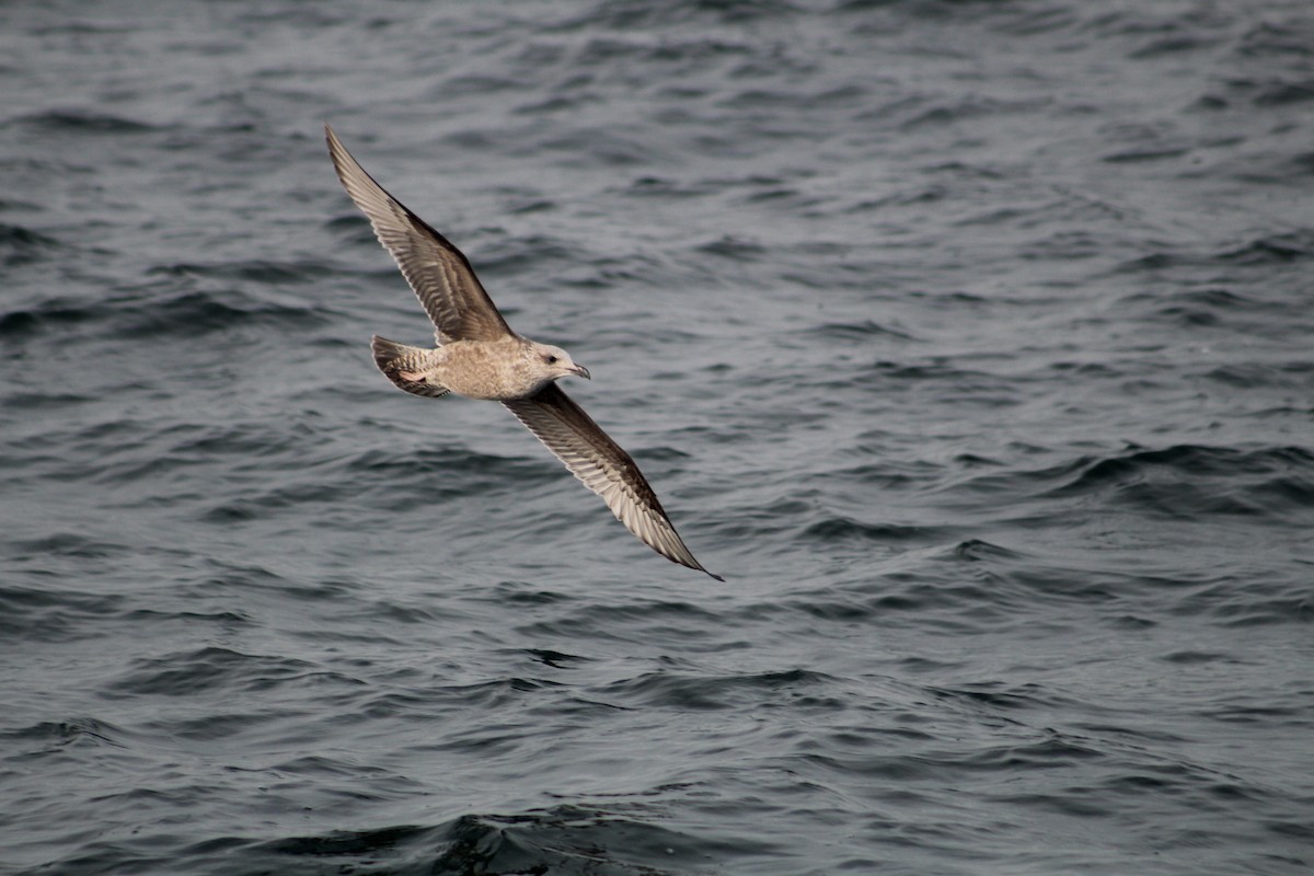 racek mořský - ML646514084