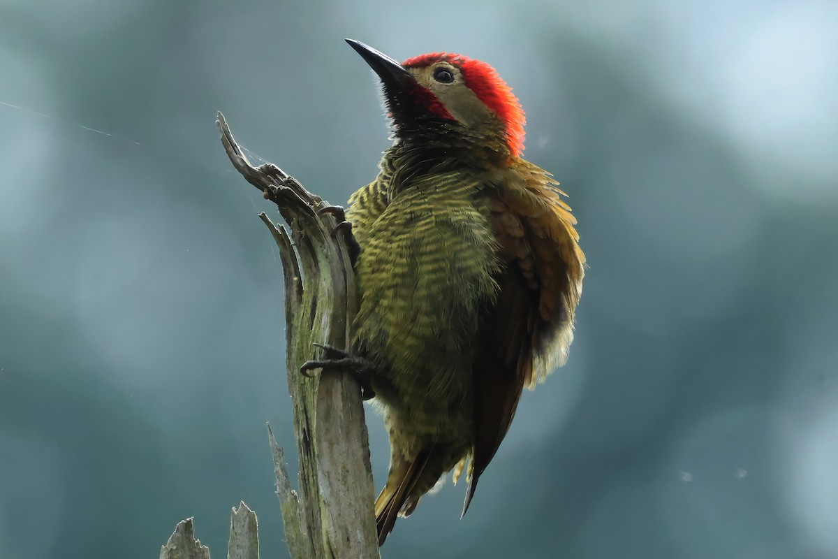 Golden-olive Woodpecker - ML646514087