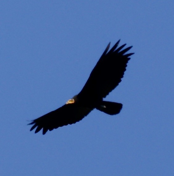 Greater Yellow-headed Vulture - ML646514089
