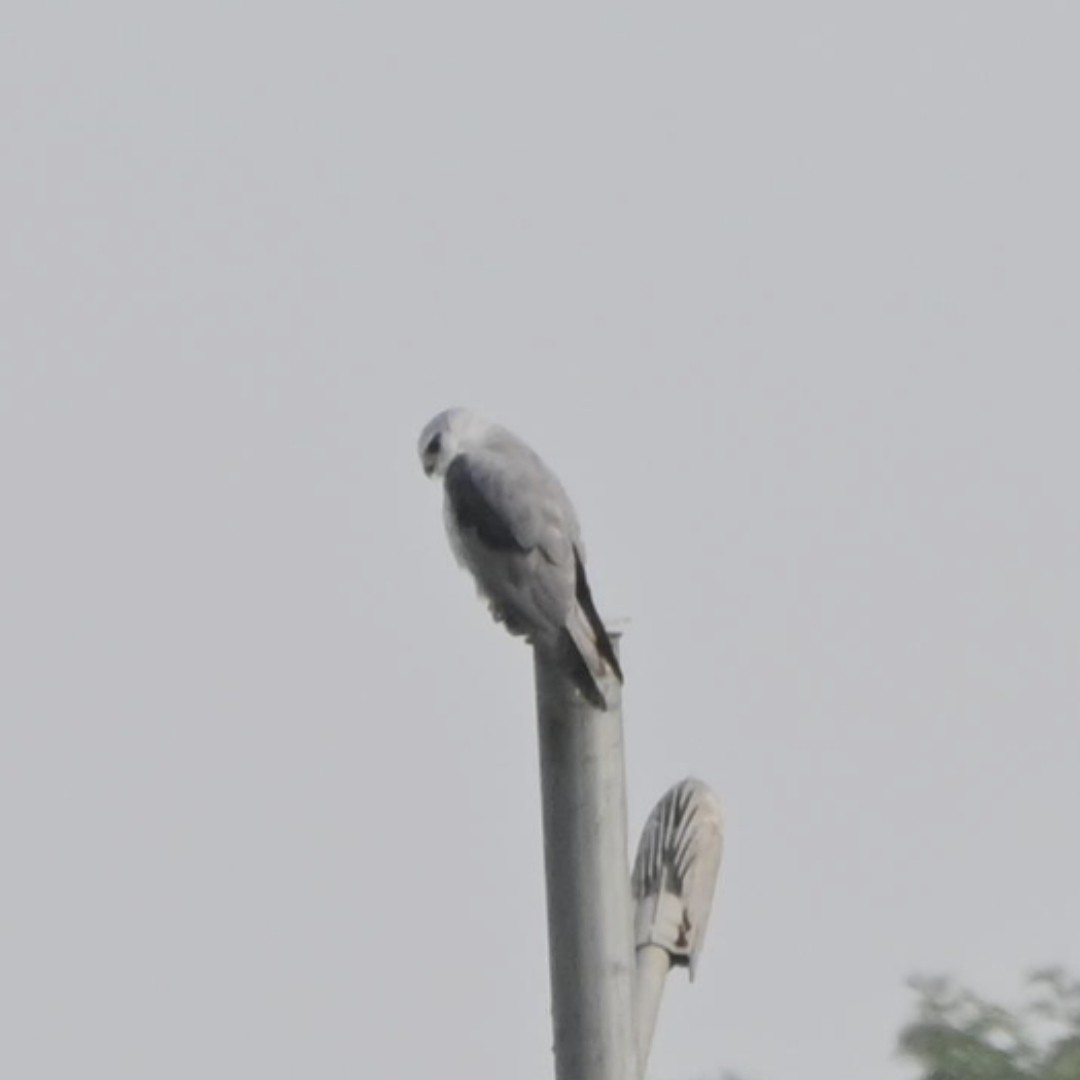 Black-winged Kite - ML646514090