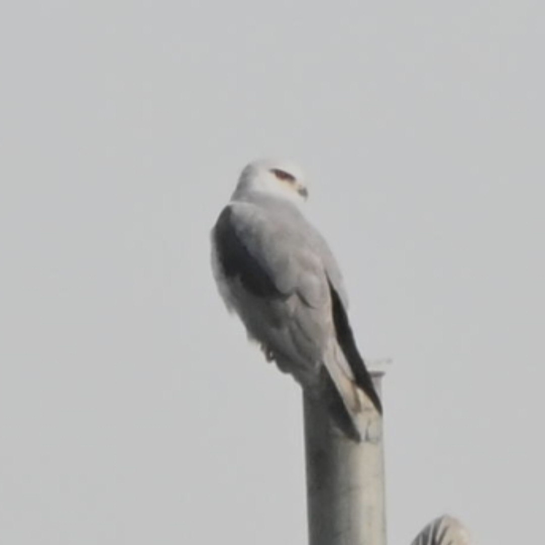Black-winged Kite - ML646514091