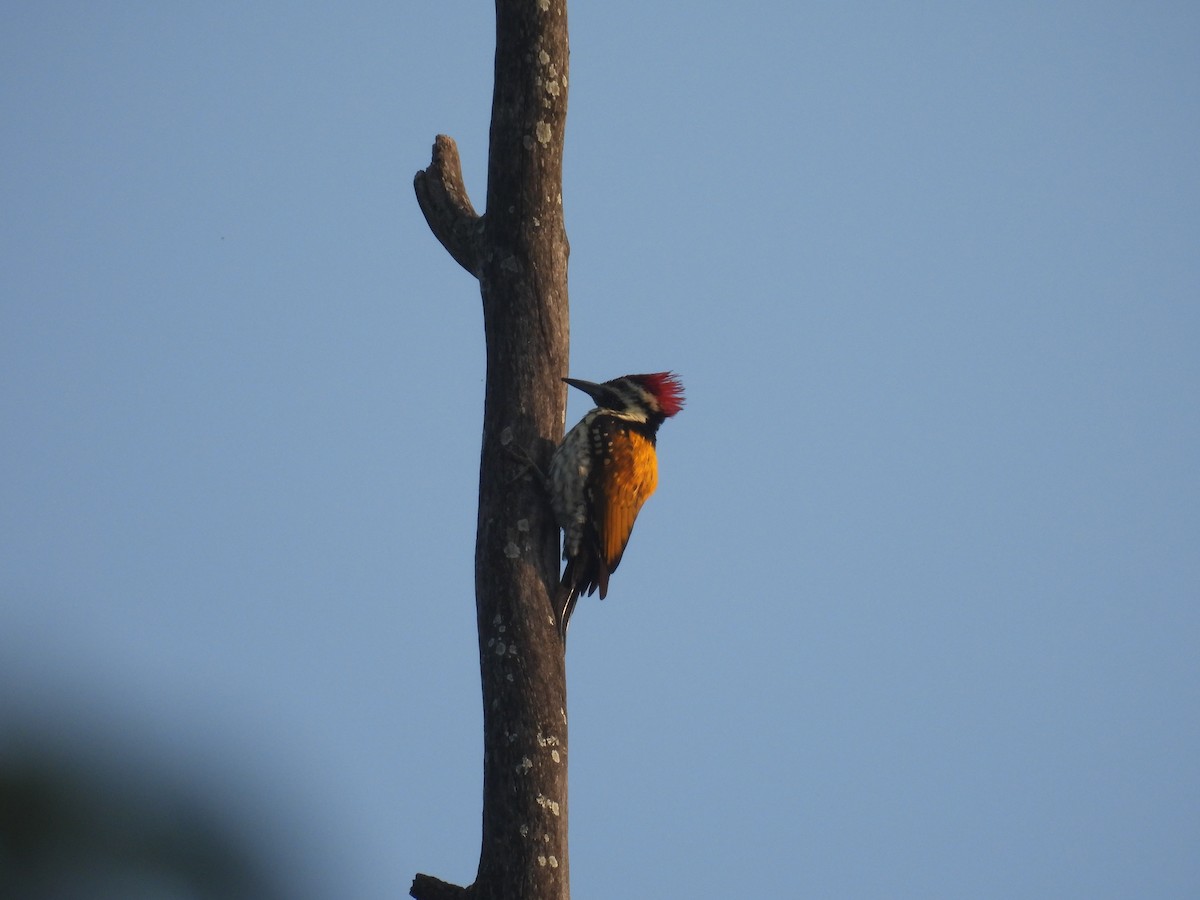 datel ohnivý - ML646514093