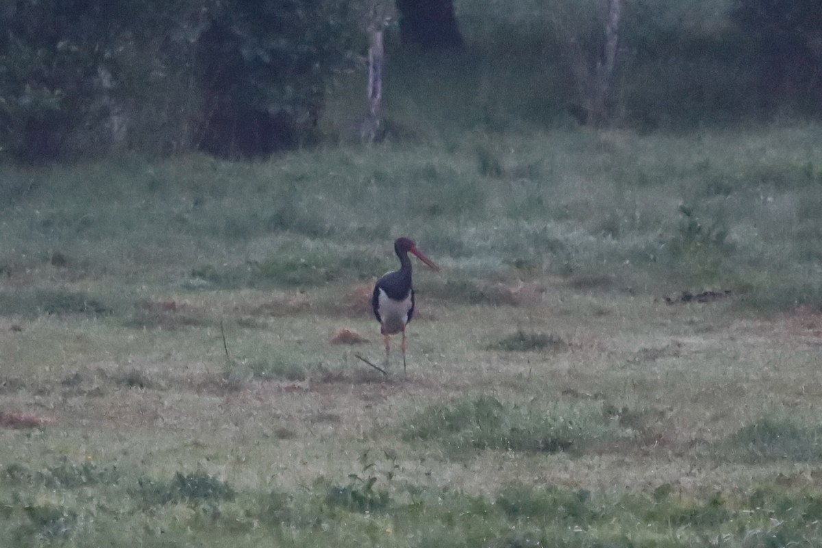 Black Stork - ML646514095