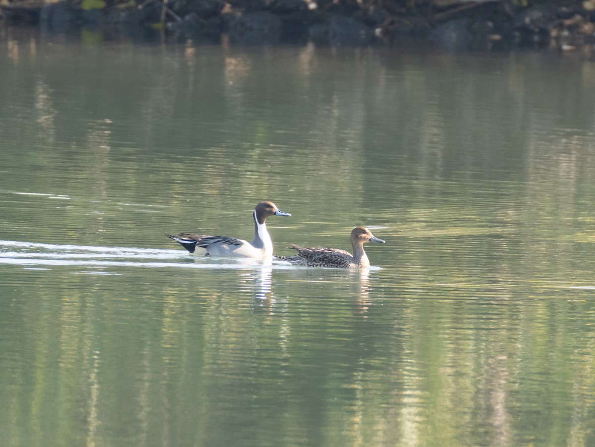 Northern Pintail - ML646514096