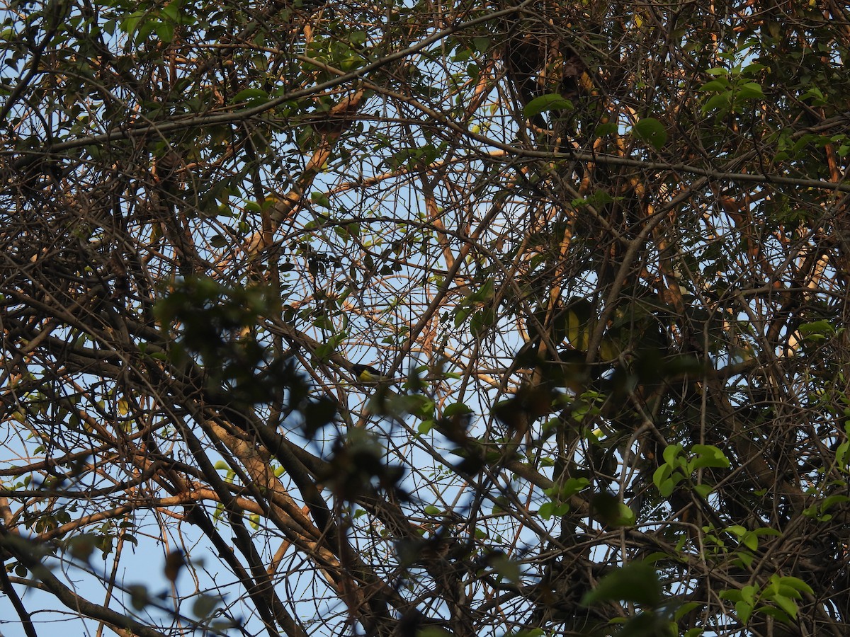 strdimil srílanský - ML646514101