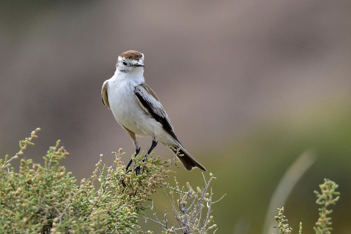 Salinas Monjita - ML646514108