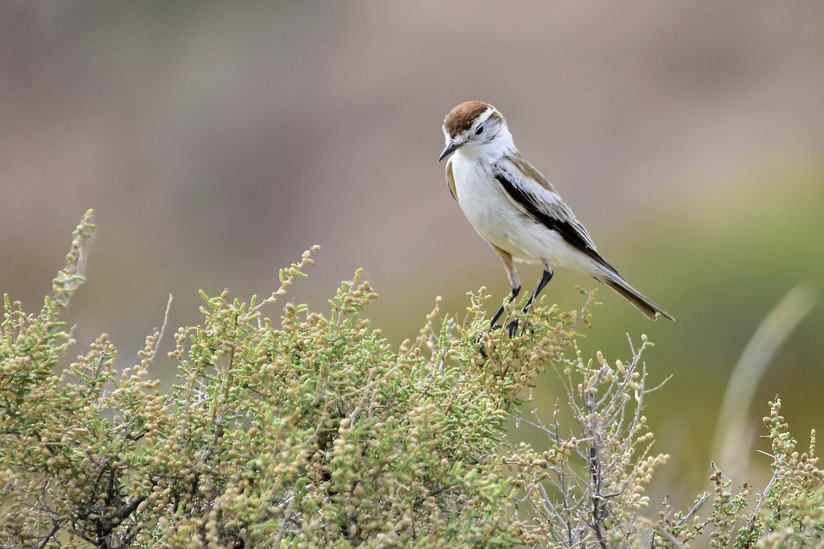 Monjita Salinera - ML646514109