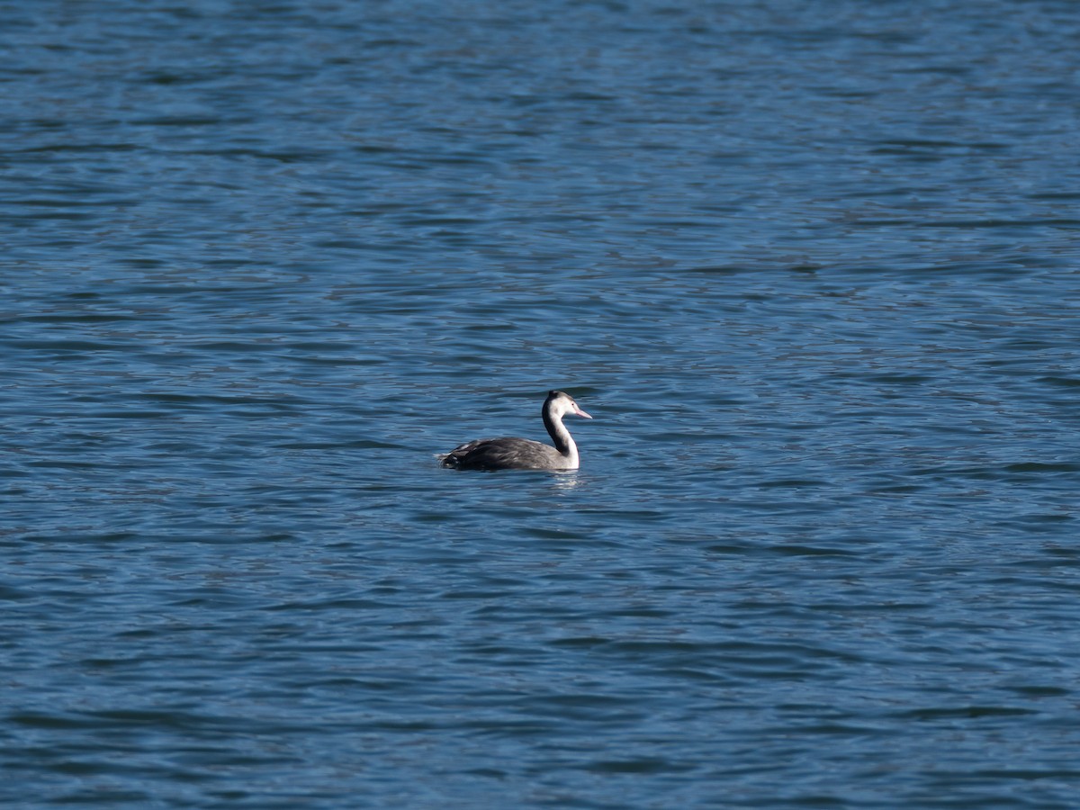 Great Crested Grebe - ML646514111