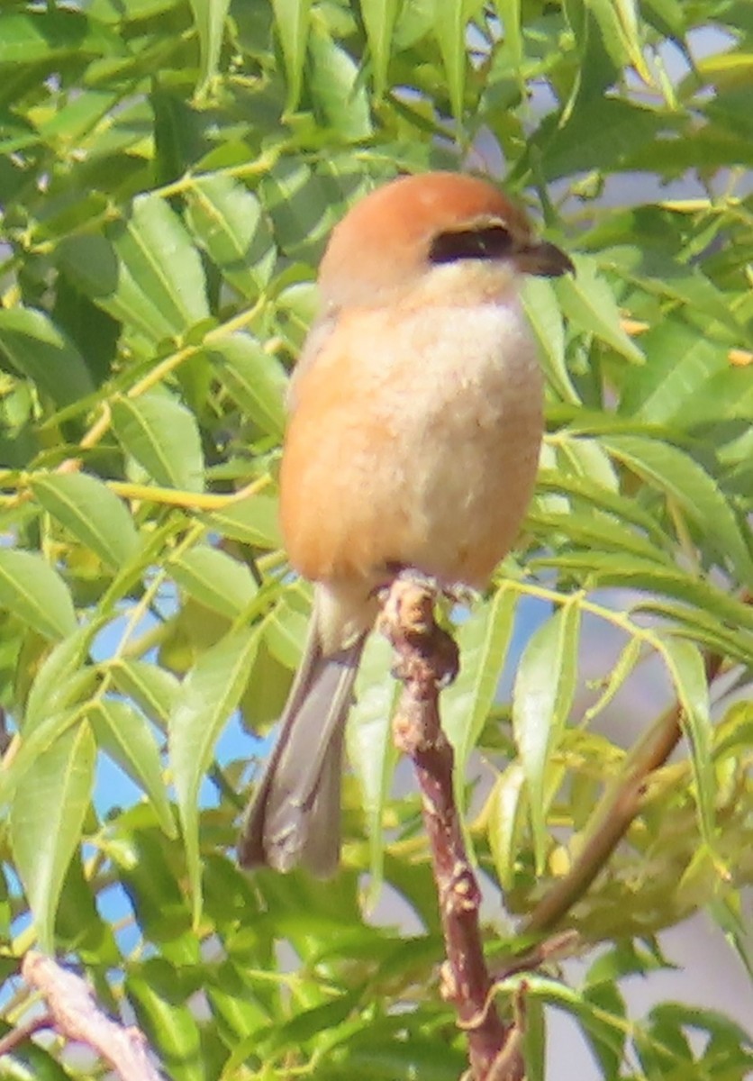 Bull-headed Shrike - ML646514114