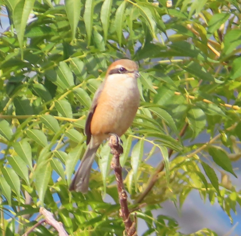 Bull-headed Shrike - ML646514115