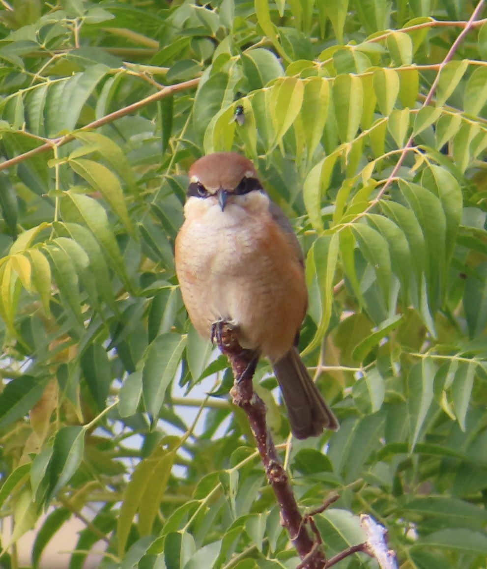 Bull-headed Shrike - ML646514116