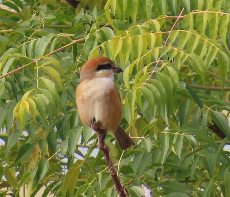 Bull-headed Shrike - ML646514117