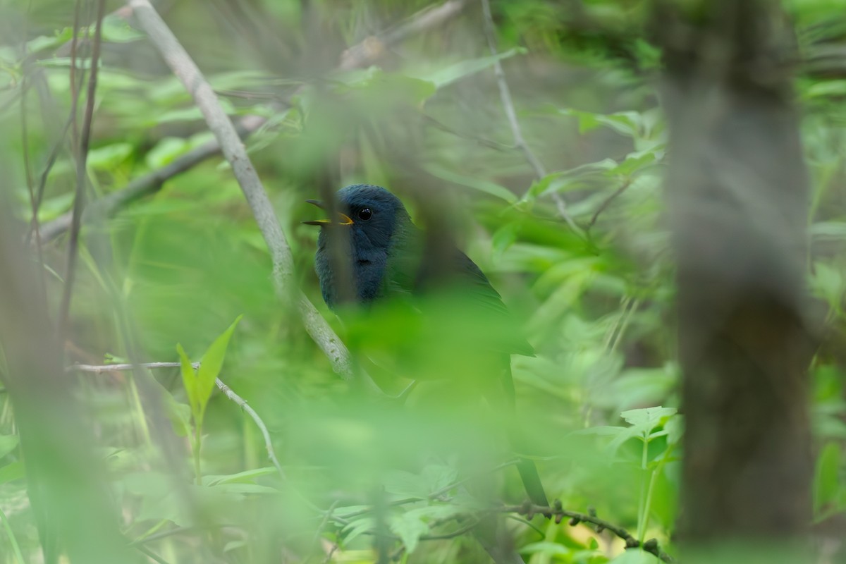 White-bellied Redstart - ML646514123
