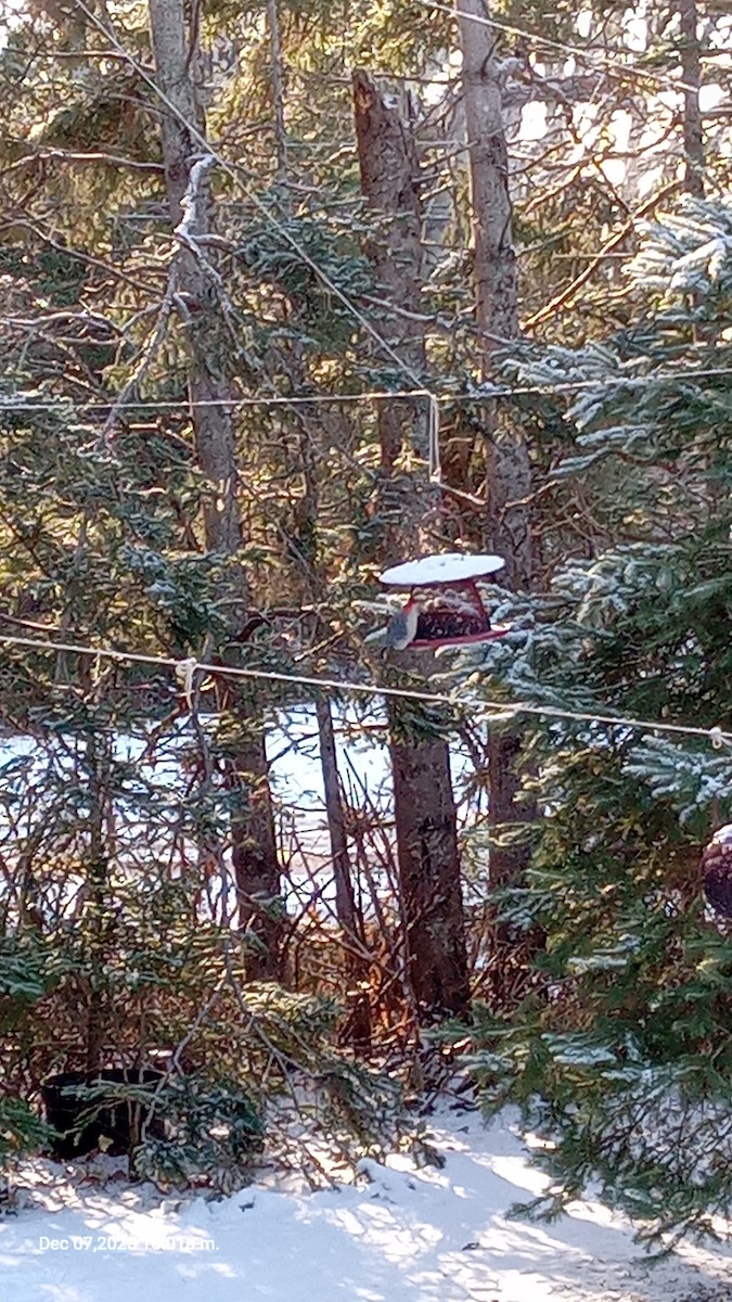 Red-bellied Woodpecker - ML646514134