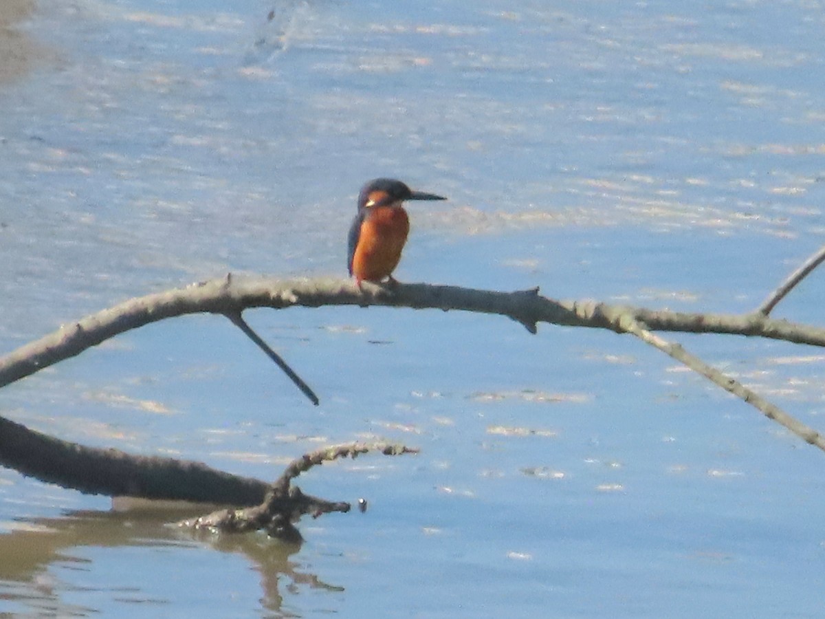 Рибалочка блакитний - ML646514140