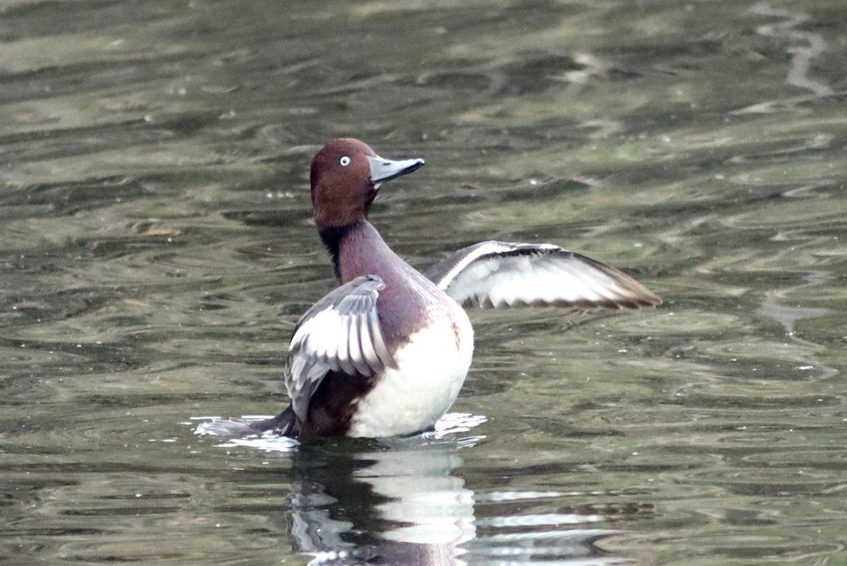 Ундар шумбуур - ML646514141