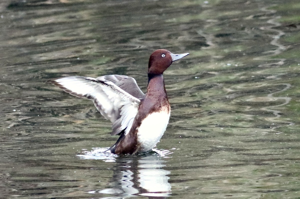 Ундар шумбуур - ML646514142