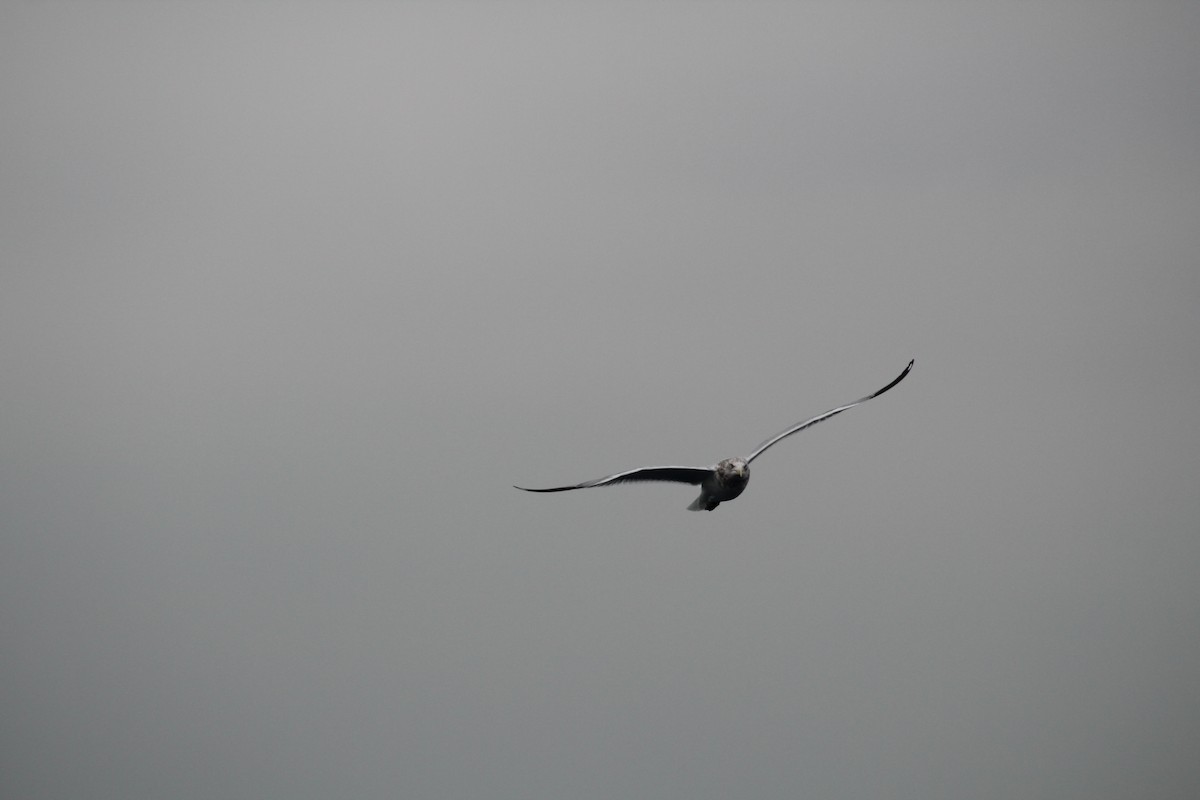 racek mořský - ML646514143