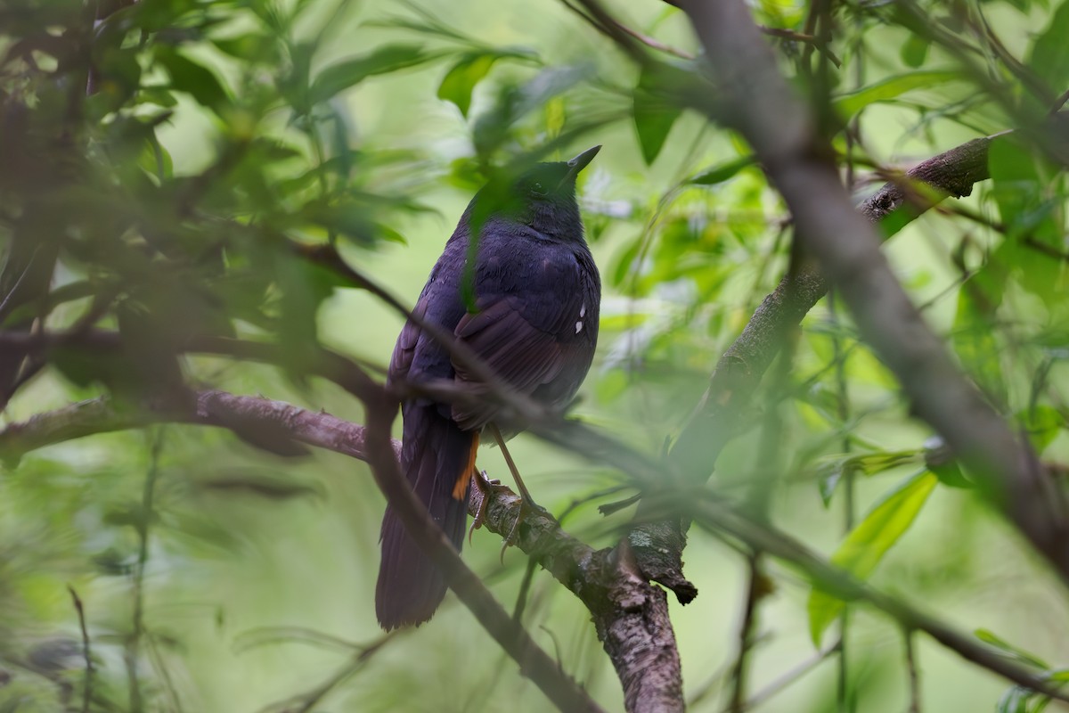 White-bellied Redstart - ML646514144