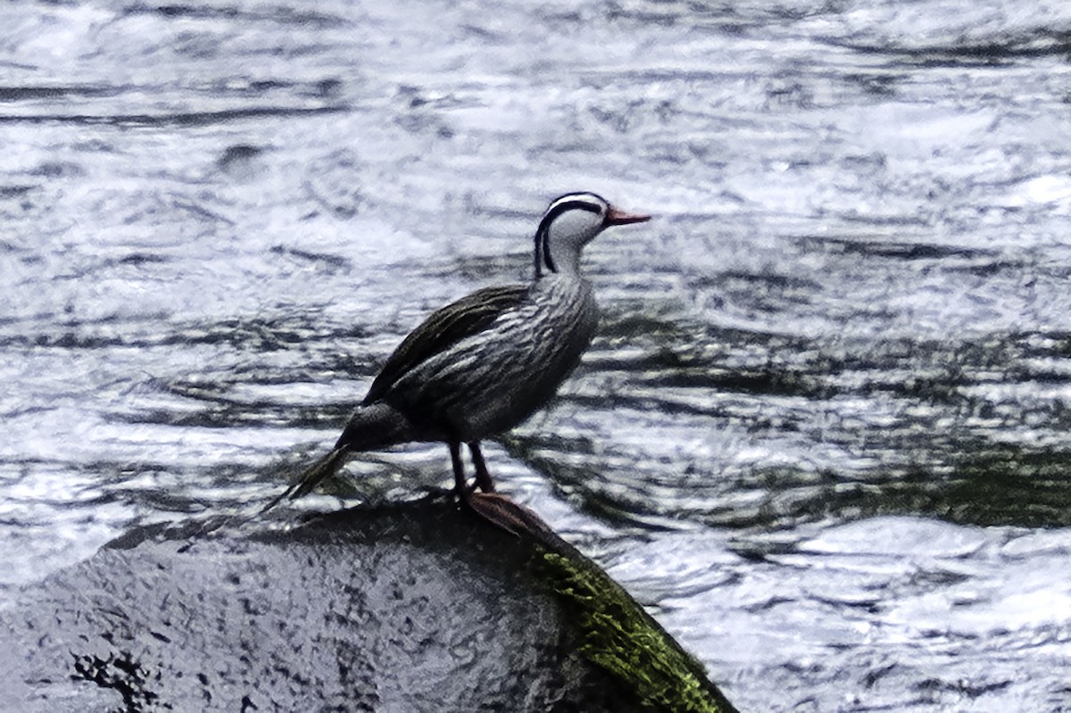 Çağlayan Ördeği - ML646514148