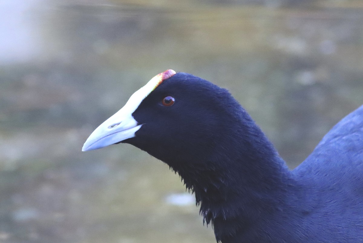 Eurasian x Red-knobbed Coot (hybrid) - ML646514149