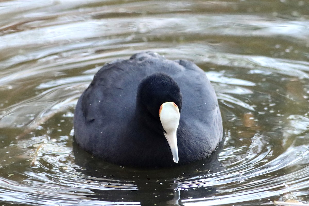 Eurasian x Red-knobbed Coot (hybrid) - ML646514150