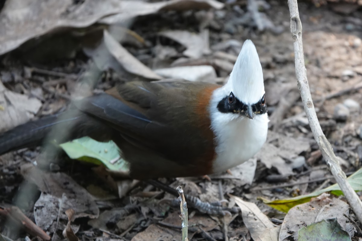 White-crested Laughingthrush - ML646514155