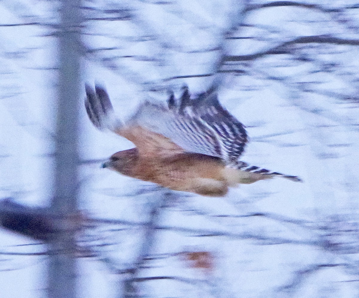 Канюк рудоплечий - ML646514157