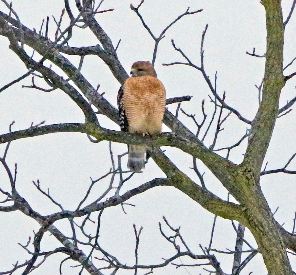 Канюк рудоплечий - ML646514158