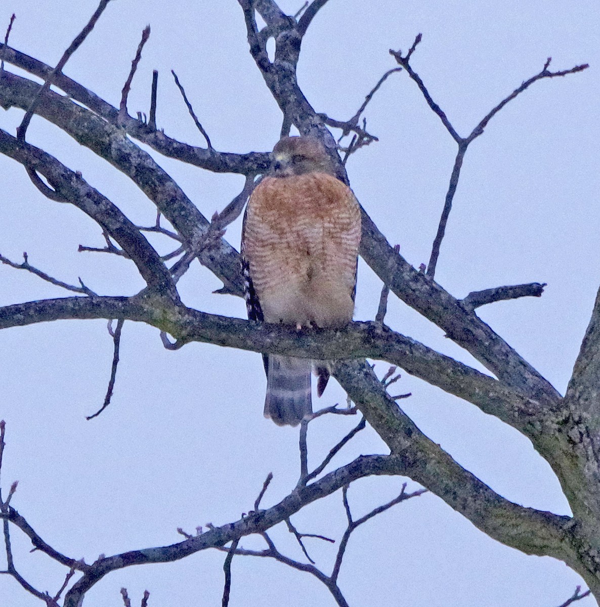 Канюк рудоплечий - ML646514160