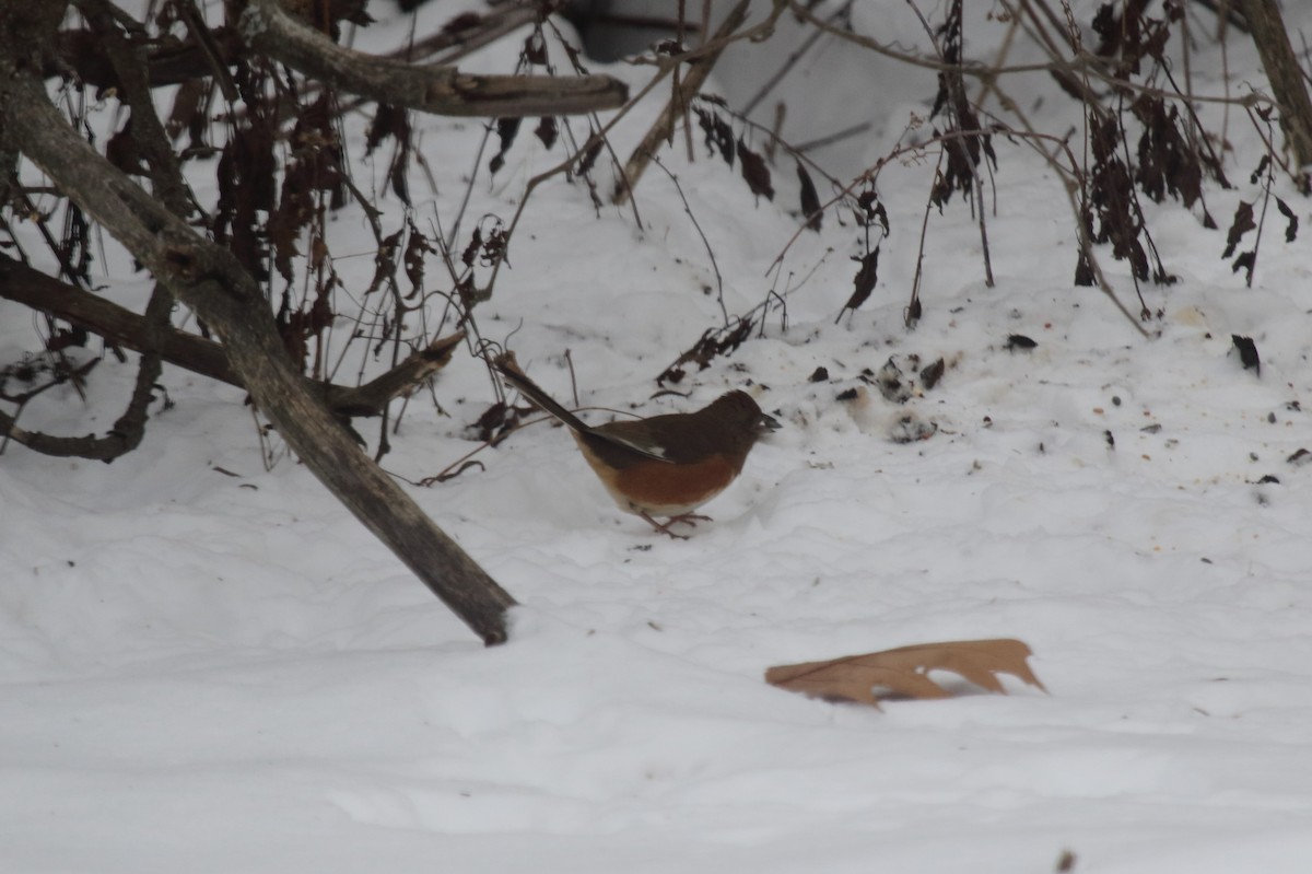טואי אדום-עין - ML646514161