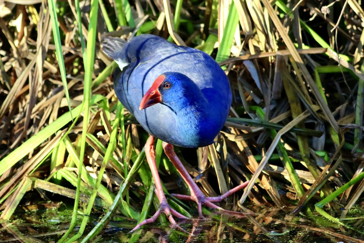 Western Swamphen - ML646514162