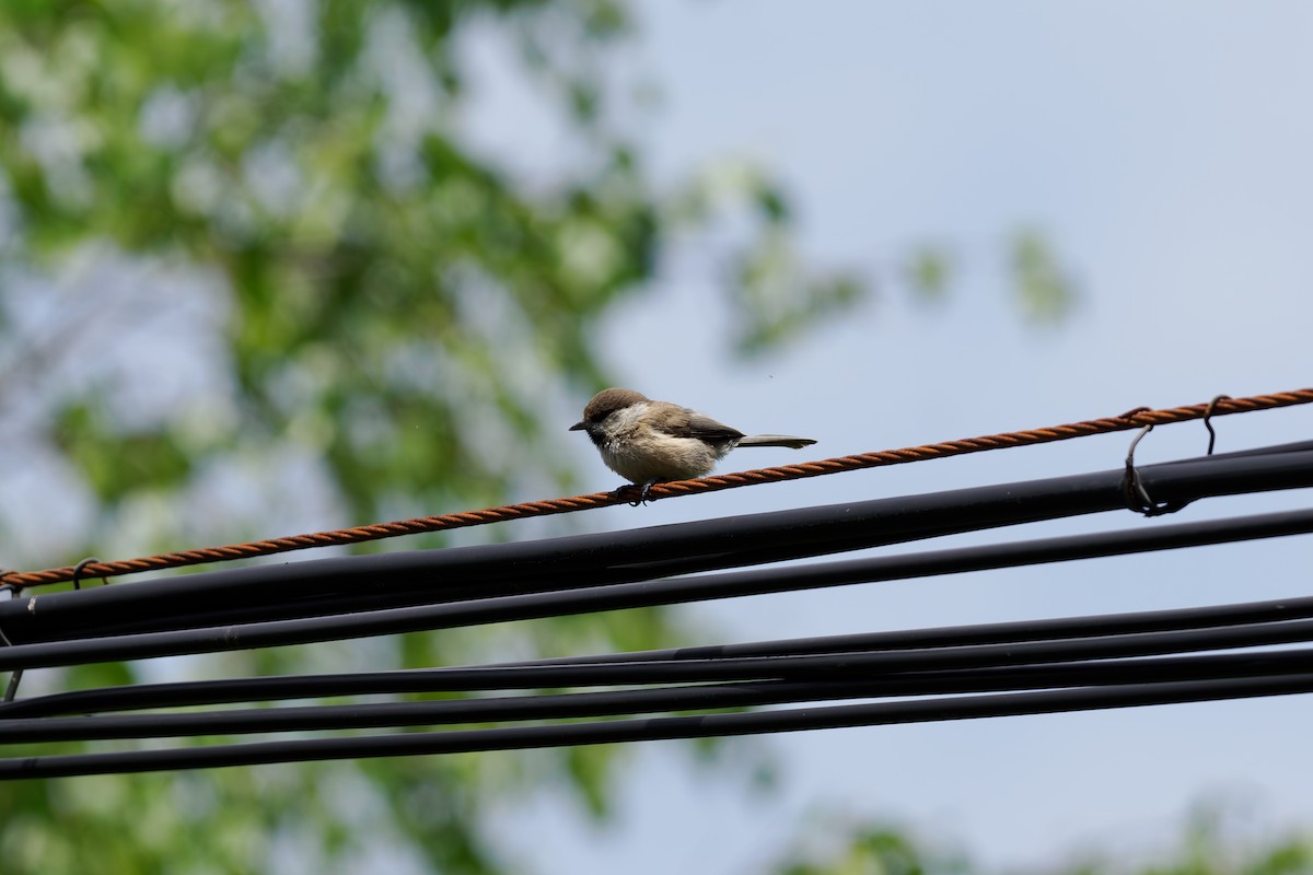 Mésange boréale - ML646514175