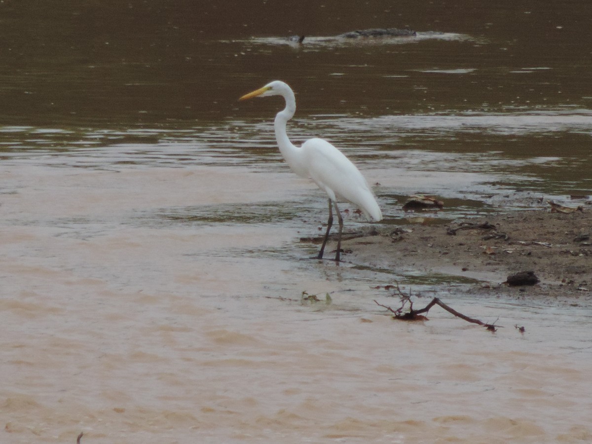 Большая белая цапля - ML646514176