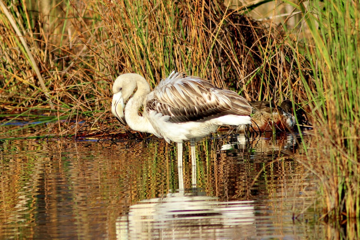 Фламінго рожевокрилий - ML646514178