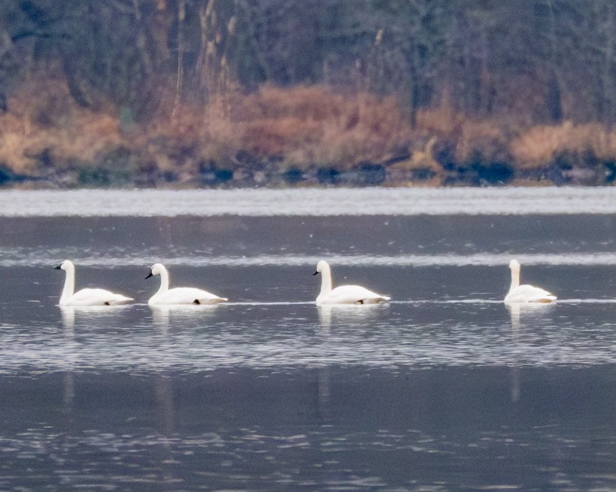 Cygne siffleur - ML646514180