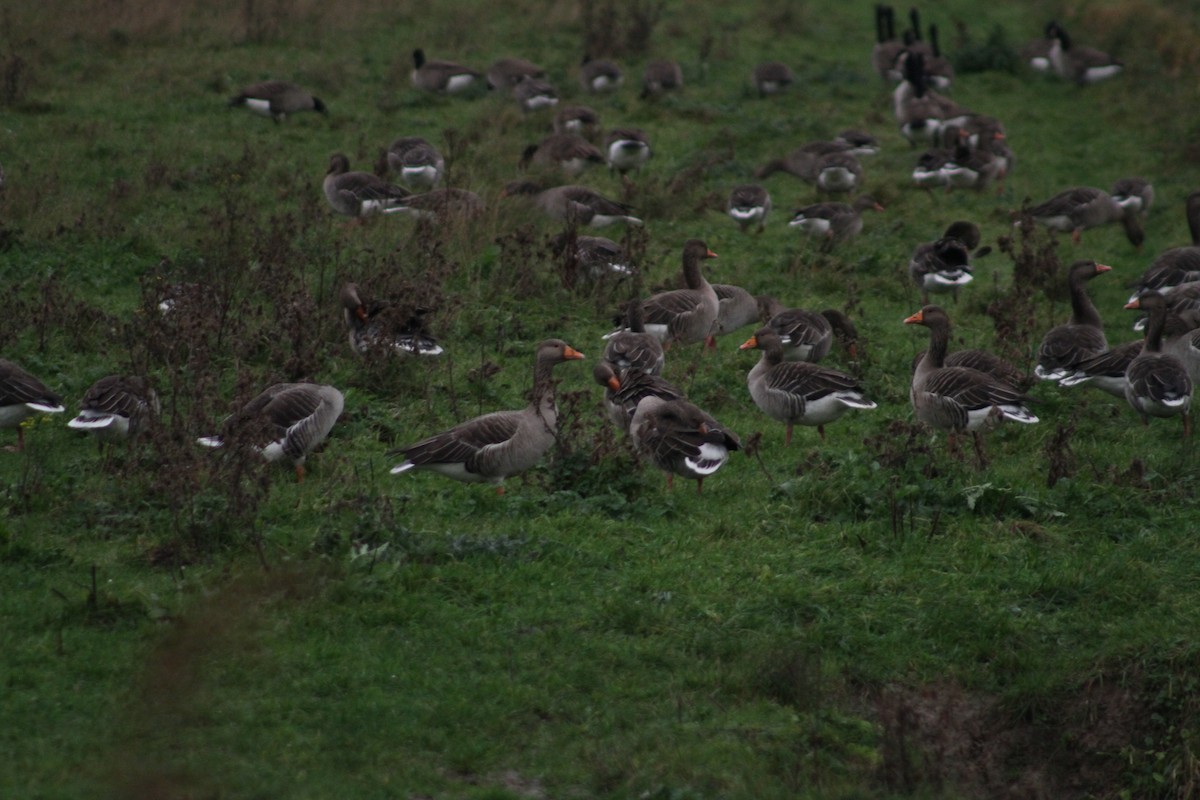 Ánsar Común - ML646514182