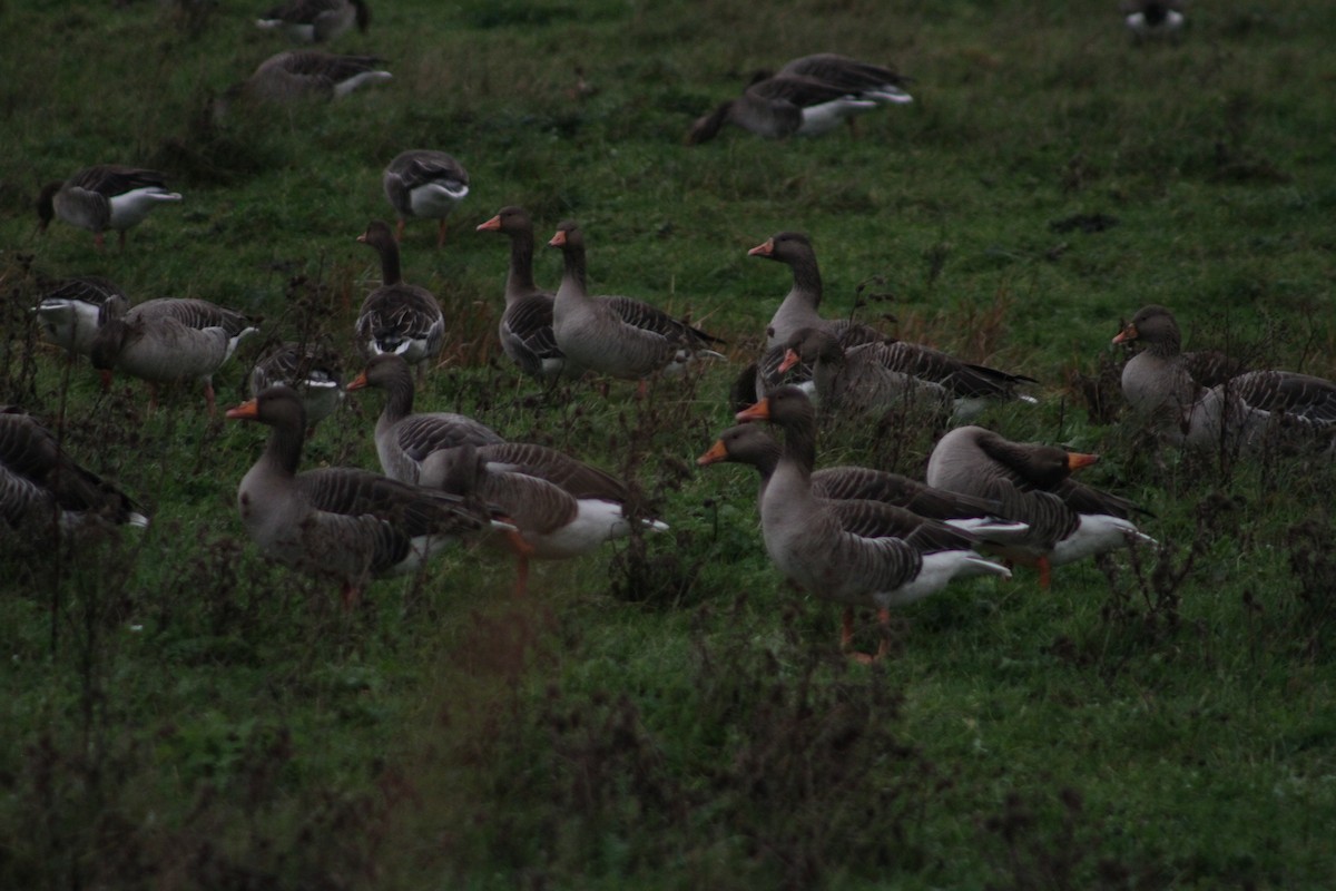 Ánsar Común - ML646514183