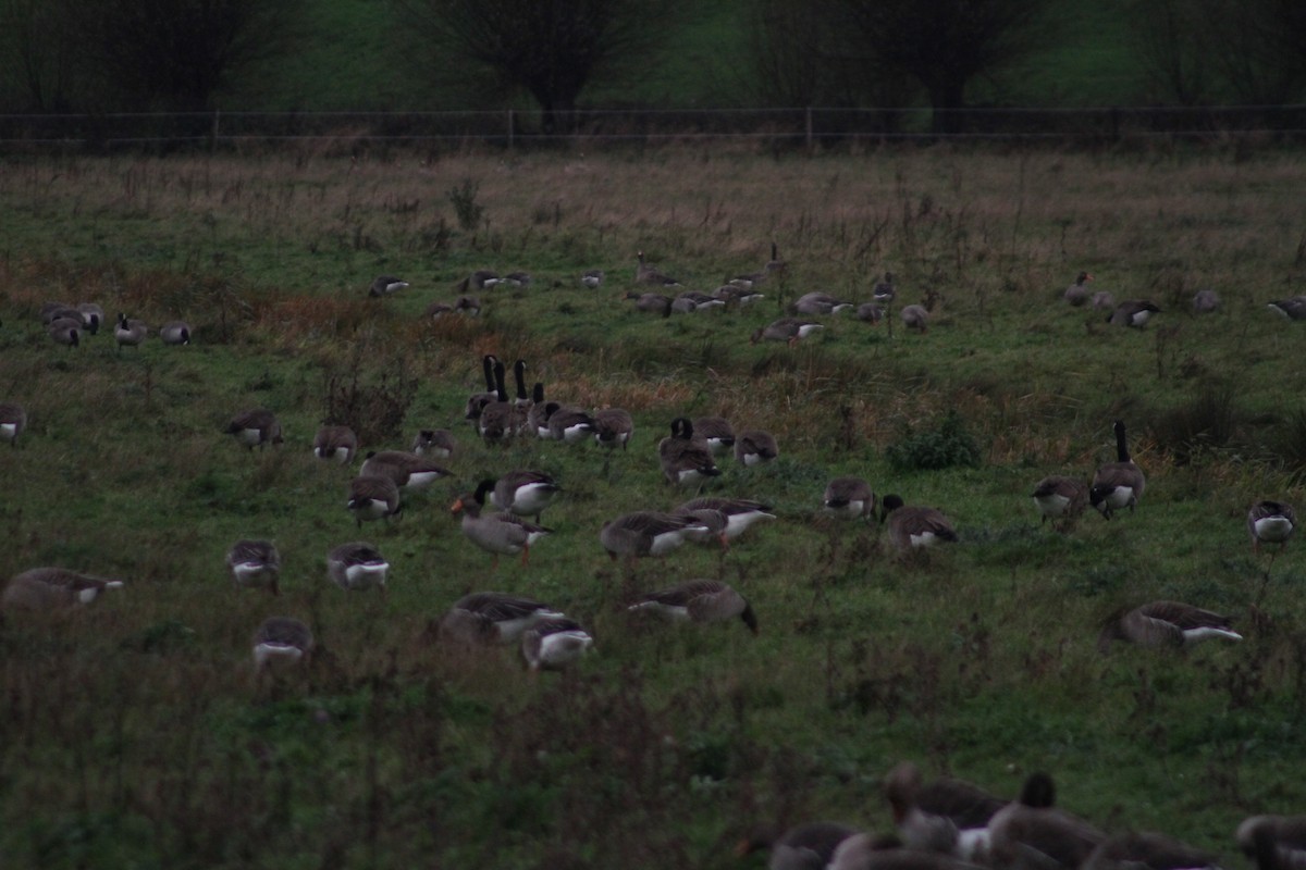 Ánsar Común - ML646514184