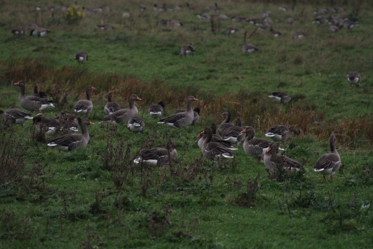 Ánsar Común - ML646514185