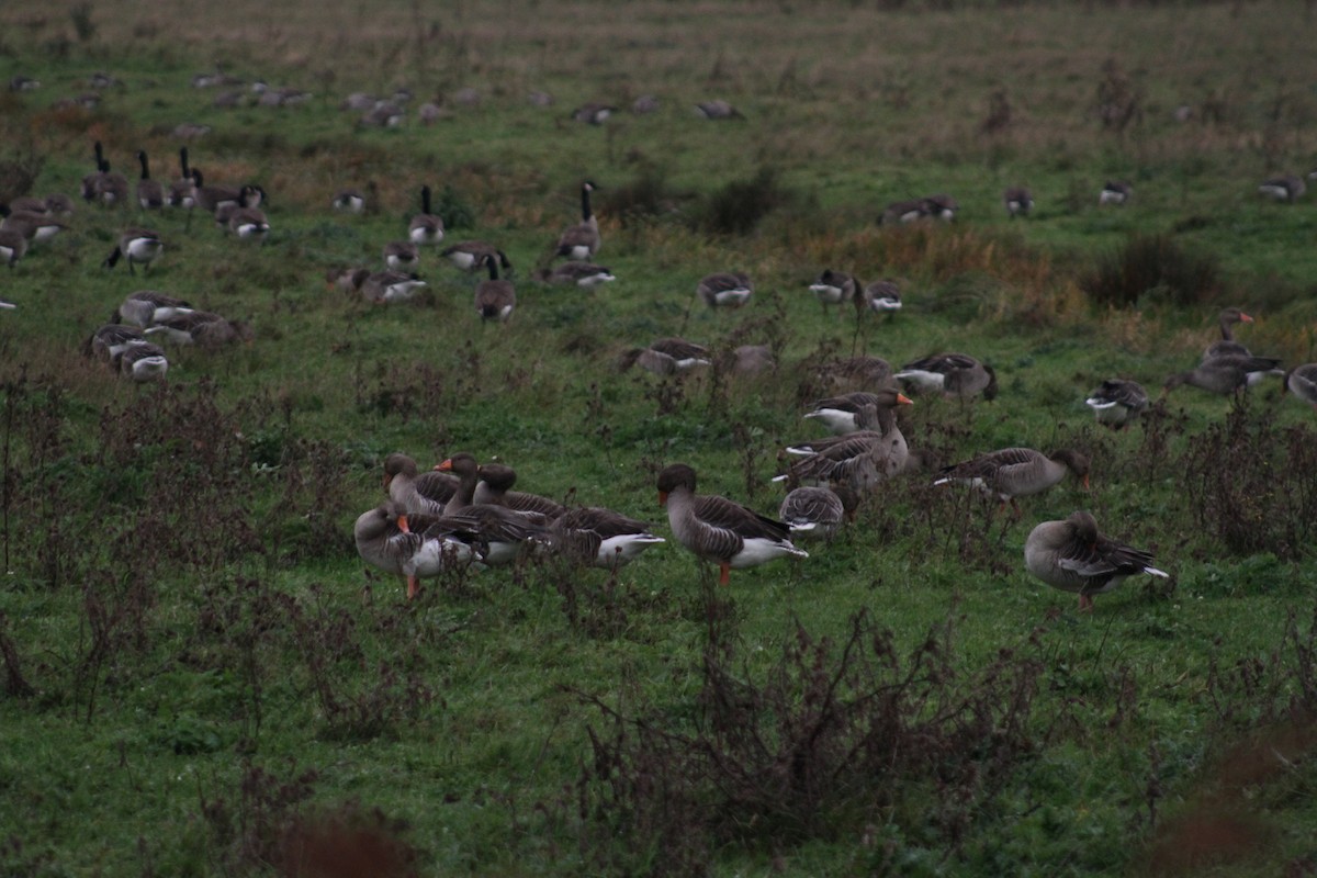 Ánsar Común - ML646514186