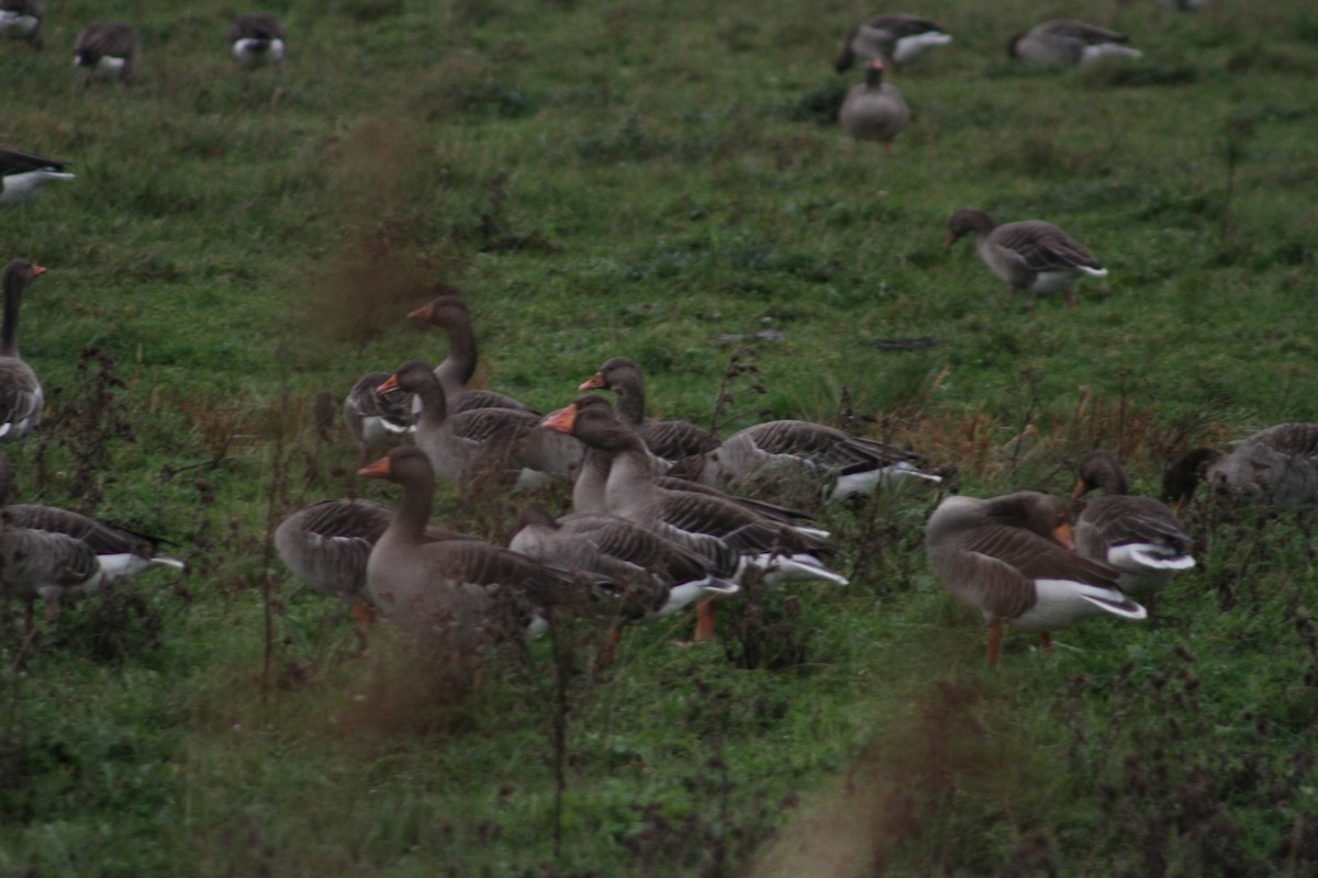 Ánsar Común - ML646514187