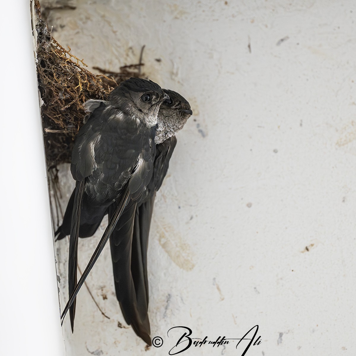 Plume-toed Swiftlet - ML646514188
