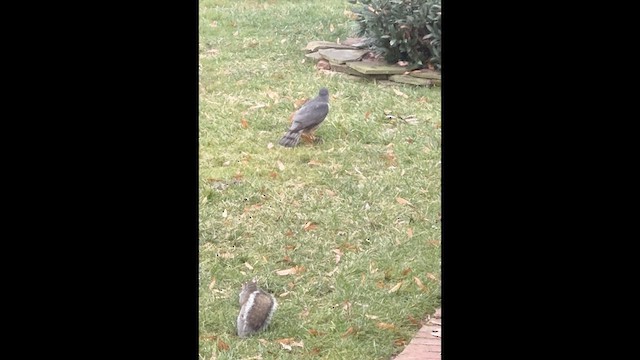 Gavilán de Cooper - ML646514189