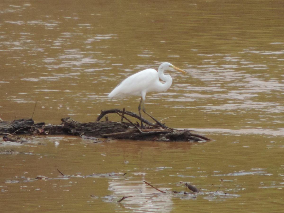 Большая белая цапля - ML646514190