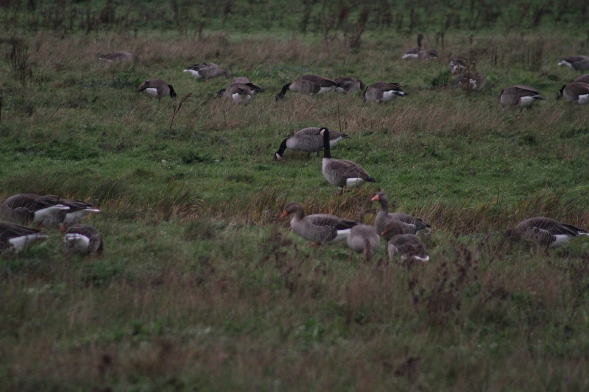 Barnacla Canadiense Grande - ML646514194