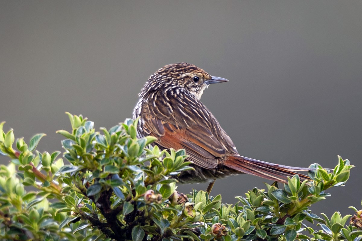 Canastero Flamulado - ML646514195