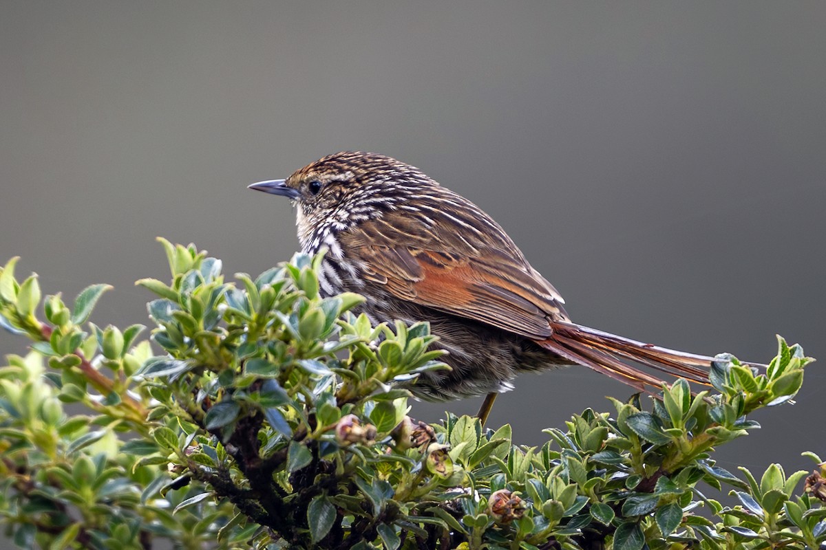 Canastero Flamulado - ML646514196